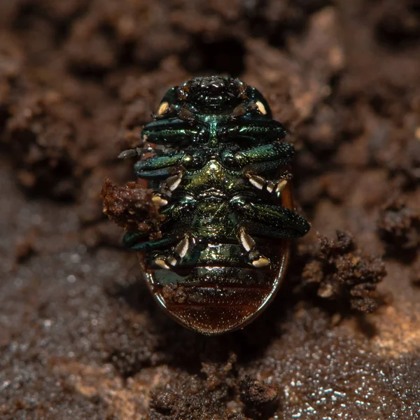 Chrysolina polita leaf beetle underside — Φωτογραφία Αρχείου