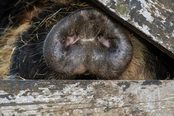 Nariz de porco kunekune através de portão de madeira — Fotografia de Stock