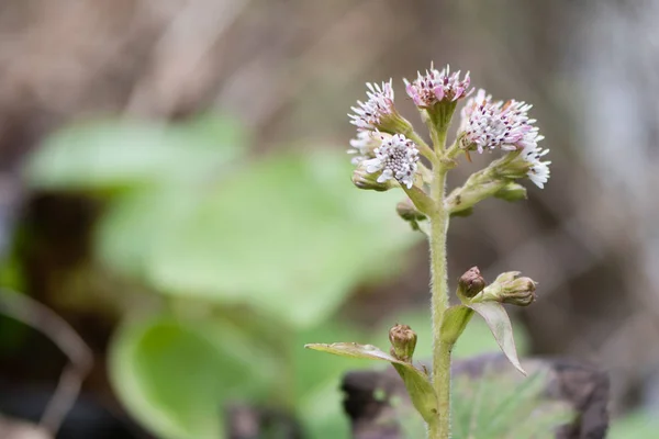 Winter heliotrope (Petasites fragrans) plant in flower — Stock Photo, Image