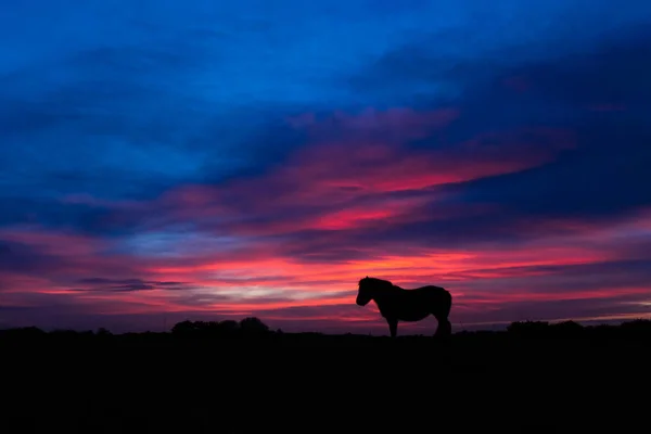 Nuevo pony Bosque silueta de pie frente a la puesta del sol — Foto de Stock