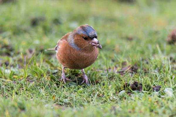 Pinzón (fringilla coelebs) cabeza con semilla en pico — Foto de Stock