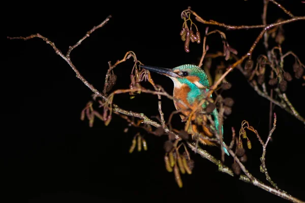 Ledňáček říční (Alcedo atthis) hřadování v stromu v noci — Stock fotografie