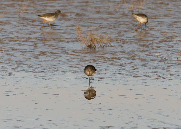 Cantarilho (Tringa totanus) forrageiro na lama do estuário — Fotografia de Stock