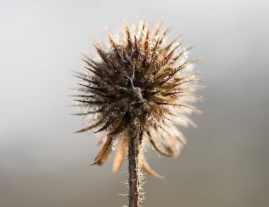 Small teasel (Dipsacus pilosus) seed head in winter clipart