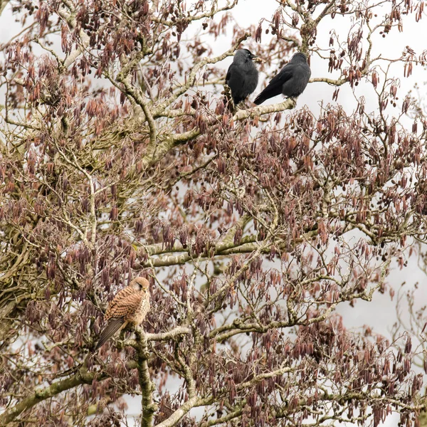 Turmfalke (falco tinnunculus) im Baum mit Dohlen (corvus monedula)) — Stockfoto