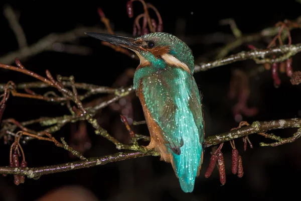 Ledňáček říční (Alcedo atthis) sedí na větvi v noci — Stock fotografie