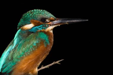 Kingfisher (Alcedo atthis) perched against black background clipart