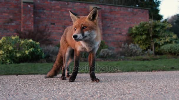Urban fox (Vulpes vulpes) limping in park in daylight — Stock Video