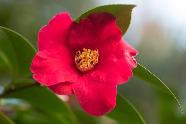 Camellia japonica sarı stamens koyu Pembe çiçek
