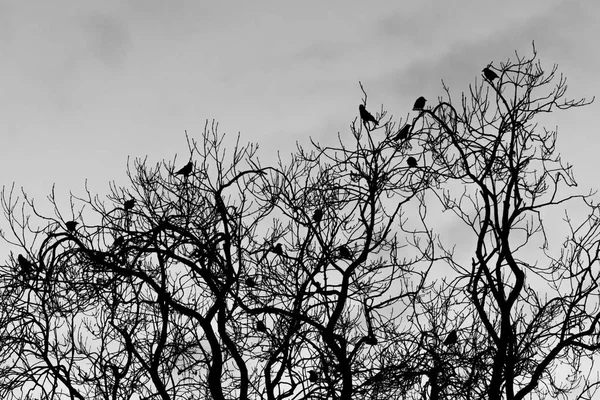 Ножки (Corvus frugilegus), растущие на деревьях вечером — стоковое фото