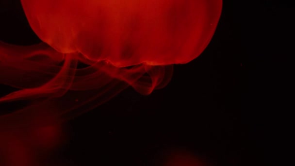 Medusas lunares (Aurelia aurita) sob luzes coloridas — Vídeo de Stock
