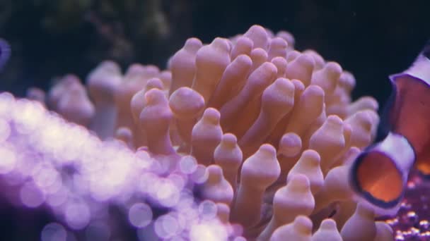 Bubble-tip anemone (Entacmaea quadricolor) — Stock Video