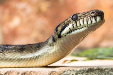 Amethystine python (Morelia amethistina) baş ve boyun kaldırdı