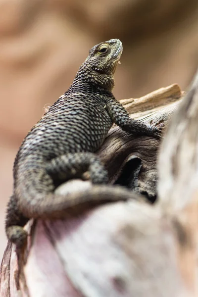 Синя колюча ящірка (Scelopous serrifer cyanogenys ) — стокове фото