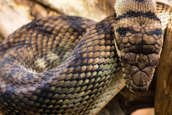 Python améthystine (Morelia amethistina) regardant vers le bas sur la tête — Photo