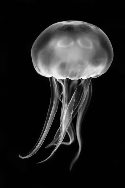 Moon jellyfish (Aurelia aurita) black and white — Stock Photo, Image