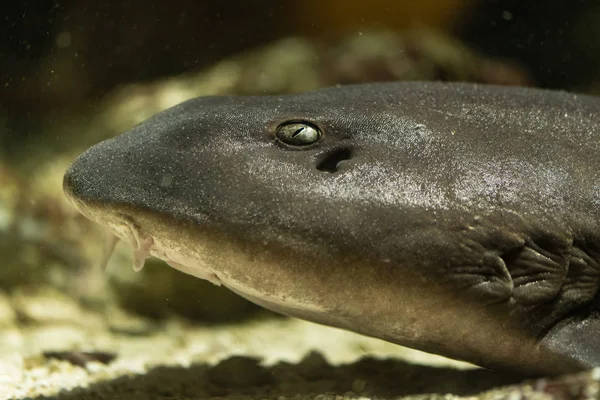 Cat Shark Stock Photos Royalty Free Cat Shark Images Depositphotos