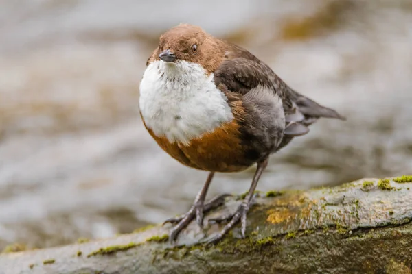 Cuchara de garganta blanca (Cinclus cinclus) — Foto de Stock