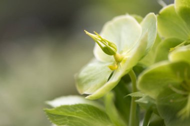Pistils odaklı yeşil Karaca ot