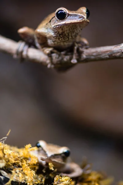Gyllene träd grodor (Polypedates leucomystax) — Stockfoto