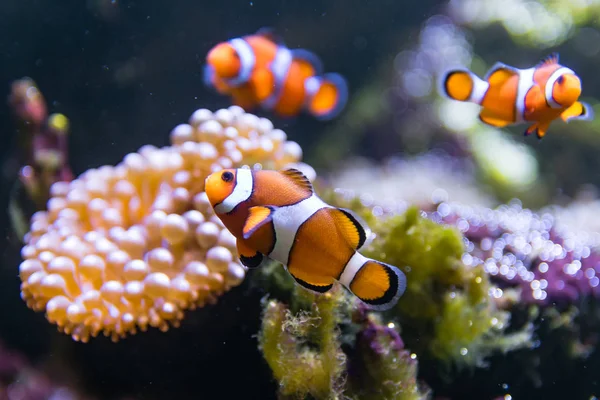 Clown fish (Amphiprion ocellaris) swimming around anemone — Stock Photo, Image