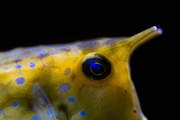 Longhorn cowfish (Lactoria cornuta) head and horns — Stock Photo, Image