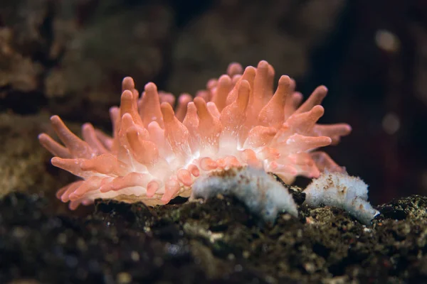 Bubble-tip anemone (Entacmaea quadricolor) — Stock Photo, Image