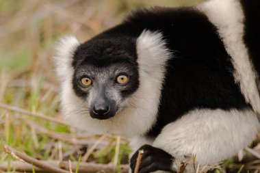 Zeminde siyah-beyaz Nomascus lemur (Varecia variegata)