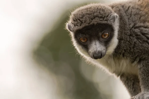 Mongoose lemur (Eulemur mongoz) cabeça em — Fotografia de Stock