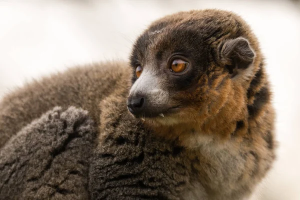 Mongoose lemur (Eulemur mongoz) showing canines — Stock Photo, Image
