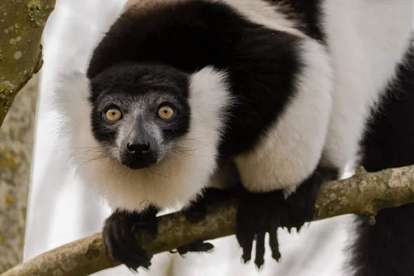 Lémure-de-gola-preta (Varecia variegata) — Fotografia de Stock