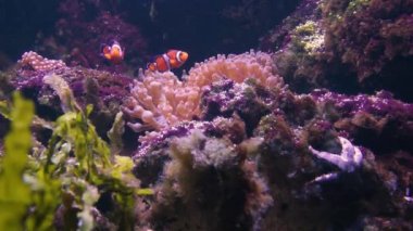 Palyaço anemone Yüzme balık (Amphiprion ocellaris)