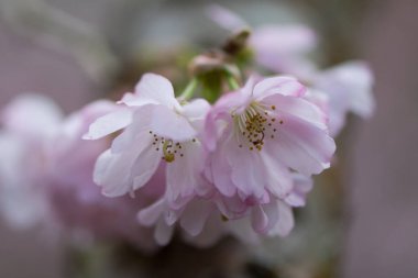 Pembe çiçekli kiraz, Prunus Rabıta