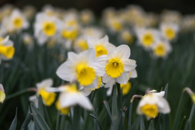 Nergis Narcissus Holland hissi çiçekler