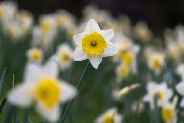 Påsklilja Narcissus Ice Follies blommor — Stockfoto