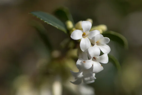 Osmanthus delavayi blüht aus nächster Nähe — Stockfoto