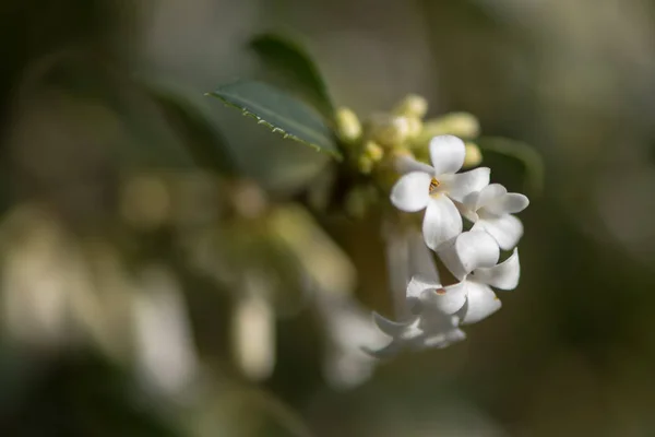 Цветы Османтуса Делавайи — стоковое фото