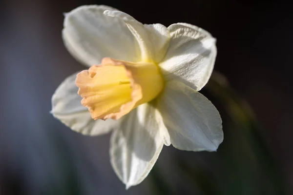 Nergis Narcissus Waterperry çiçek — Stok fotoğraf