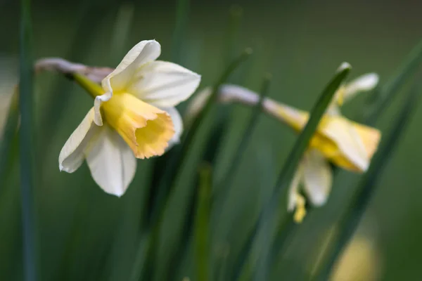 Nergis Narcissus Waterperry çiçek — Stok fotoğraf