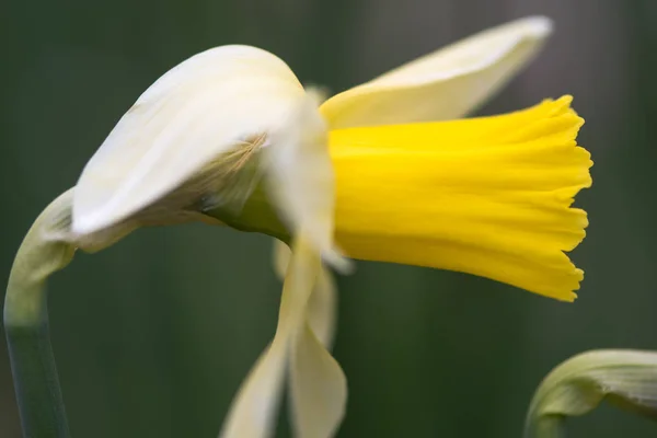 NARCIS Narcissus februari Zilveren bloem — Stockfoto