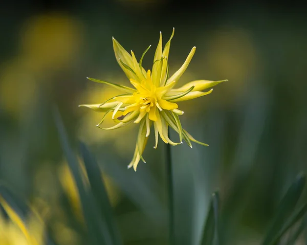 水仙スイセン リップバンウィンクル開花 — ストック写真