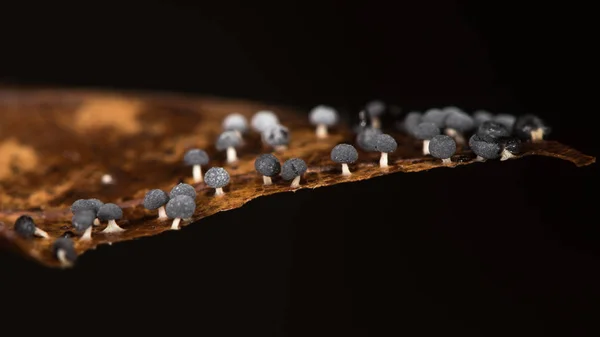 Molde de lodo preto minúsculo na folha de faia (Fagus sylvatica) — Fotografia de Stock