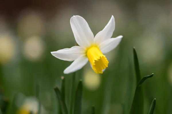 Narcis Narcissus února zlatý květ — Stock fotografie