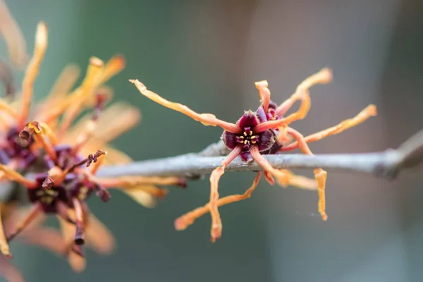 Flores de avelã-bruxa (Hamamelis x intermedia Jelena) — Fotografia de Stock