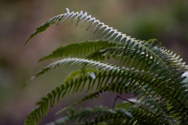 Sabit-fern (eğreltisi spicant) steril yaprakları