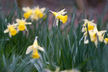 Yabani nergis (Narcissus nergis nergis çiçekli)