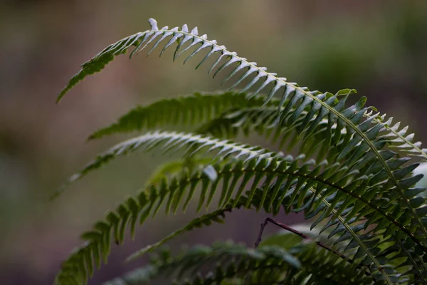 Hojas estériles de helecho duro (Blechnum spicant) —  Fotos de Stock