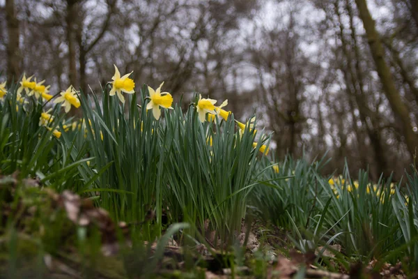 Yabani nergis (Narcissus nergis nergis yama) — Stok fotoğraf