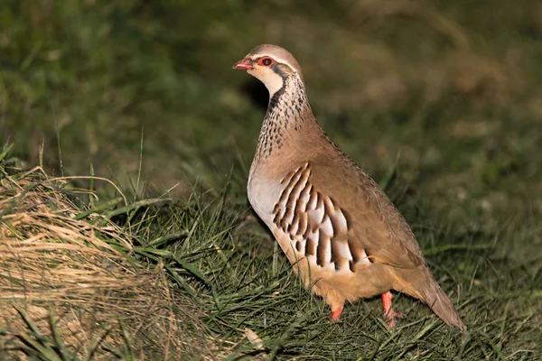 Perdiz de patas rojas (Alectoris rufa) en el perfil — Foto de Stock