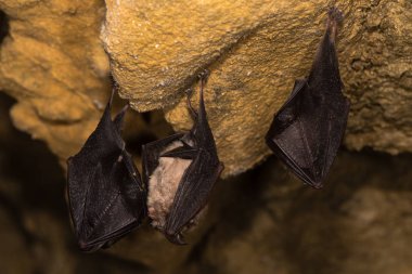 Daha az at nalı yarasalar (Rhinolophus hipposideros)